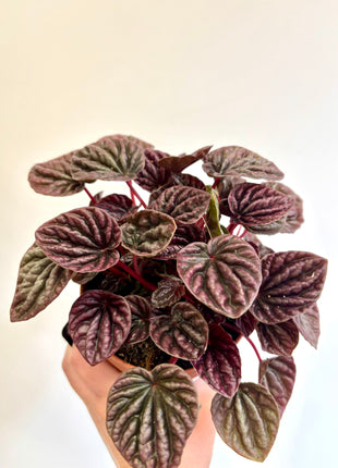 Peperomia Caperata