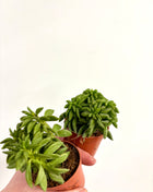 Peperomia Happy Bean
