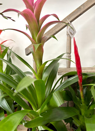 Bromeliad Mixed