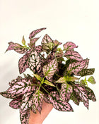 Hypoestes Pink