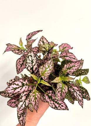 Hypoestes Pink