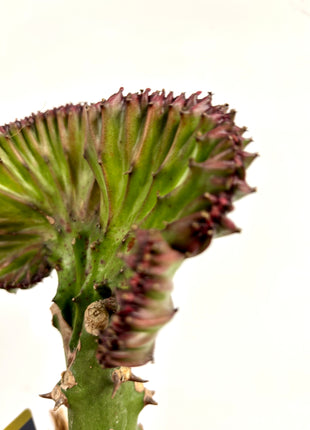Euphorbia Lactea Cristata