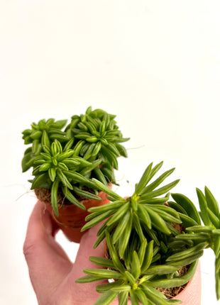 Peperomia Happy Bean