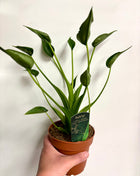 Alocasia Tiny Dancer