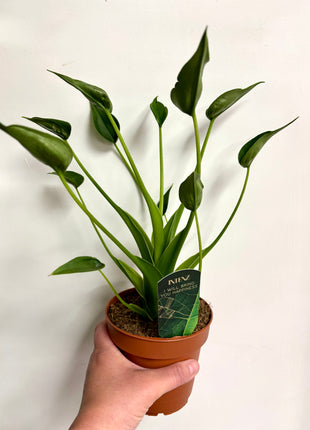 Alocasia Tiny Dancer