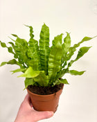 Asplenium Crispy Wave