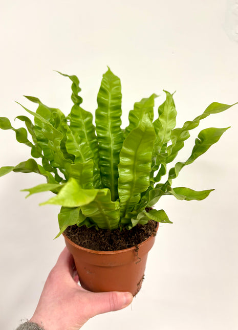 Asplenium Crispy Wave