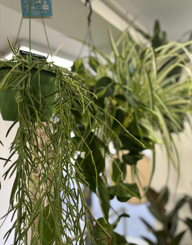 Banner image for: <h3>HANGING &<br/>CLIMBING PLANTS</h3>