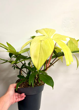 Philodendron Florida
