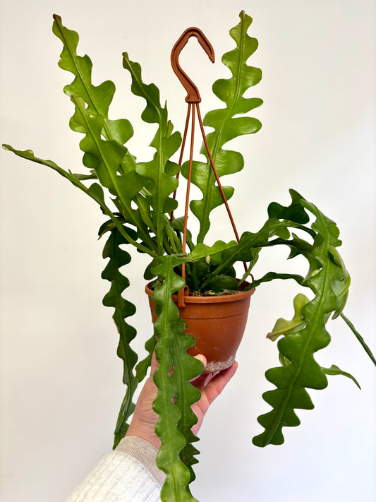 Epiphyllum / Fishbone Cactus