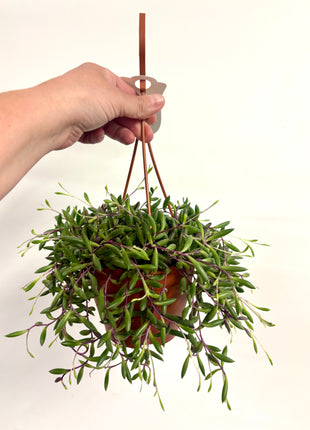 Senecio Purple Flush