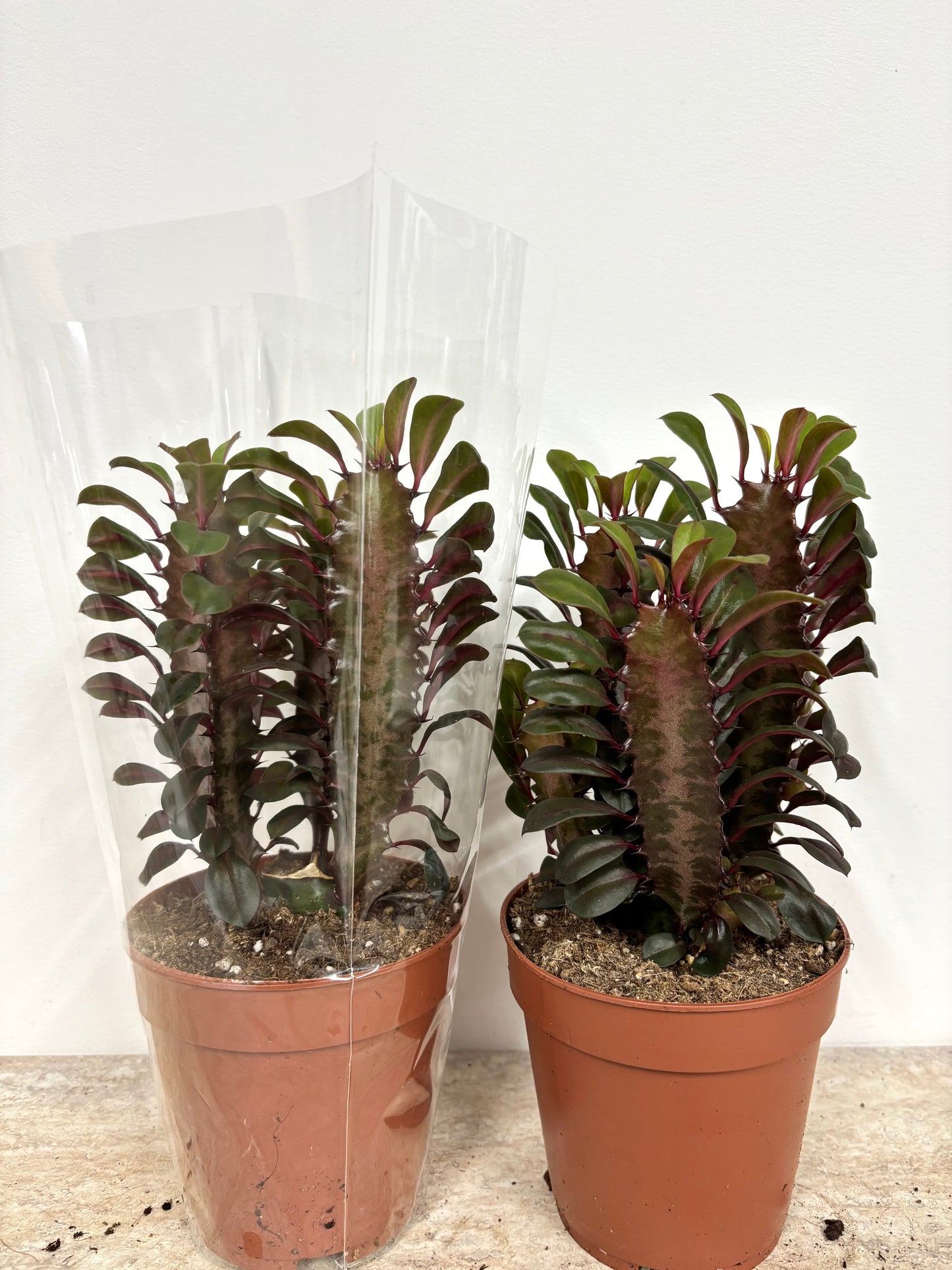 Euphorbia Trigona Ruba