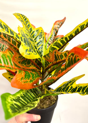 Faux Codiaeum