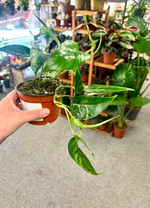 Epipremnum Pinnatum Variegata