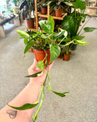 Epipremnum Pinnatum Variegata