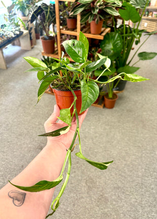 Epipremnum Pinnatum Variegata