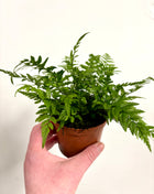 Athyrium/Lady Fern