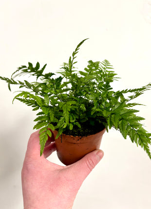 Athyrium/Lady Fern