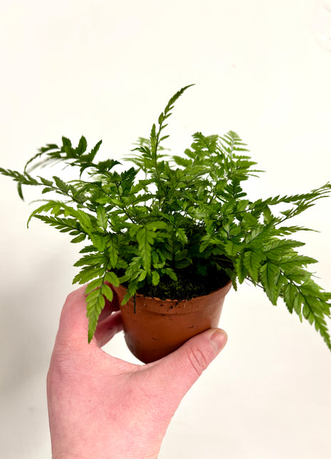 Athyrium/Lady Fern