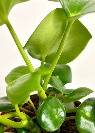 Peperomia Raindrop