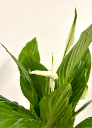 Spathiphyllum/ Peace Lily