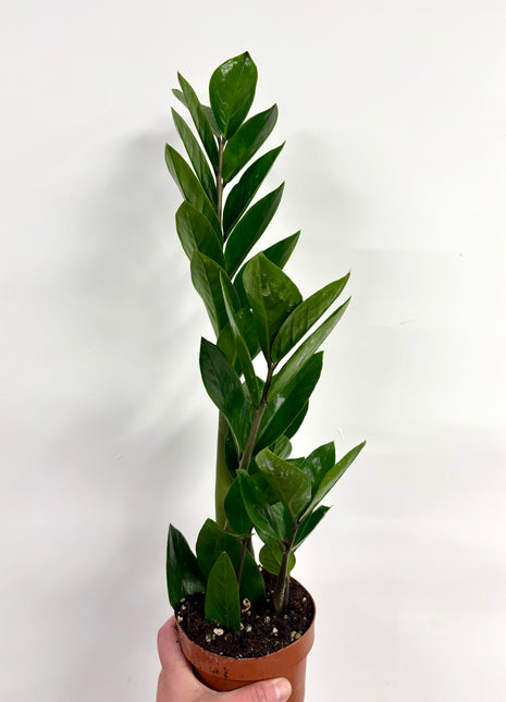 Zamio  Zamiifolia