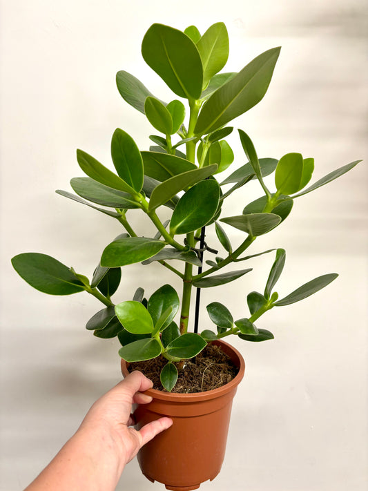Clusia Rosea Princess
