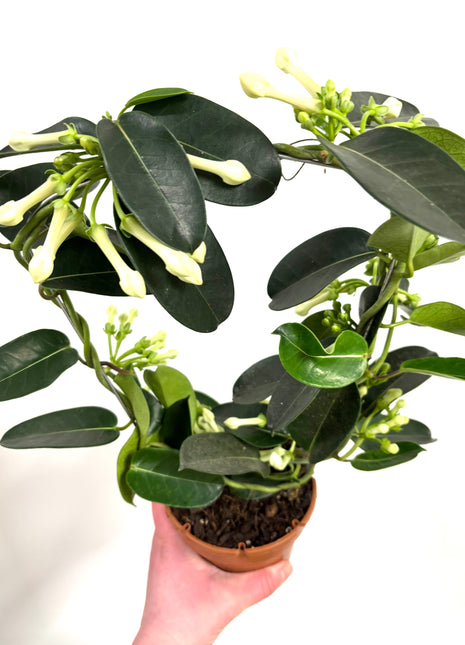 Stephanotis floribunda