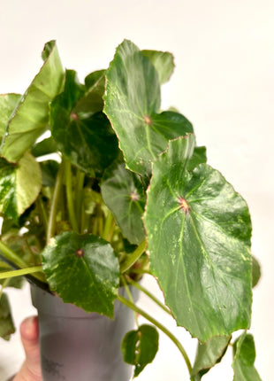 Begonia carre rouge variegated