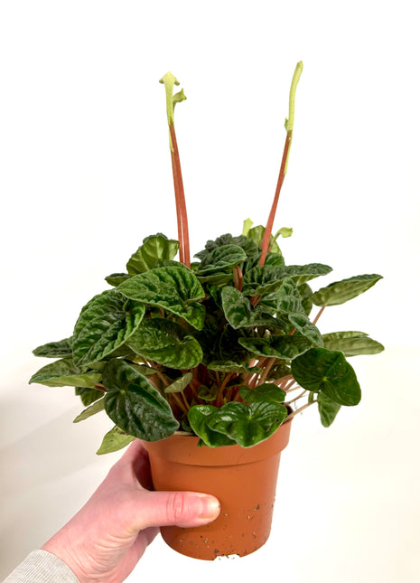 Peperomia Lilian