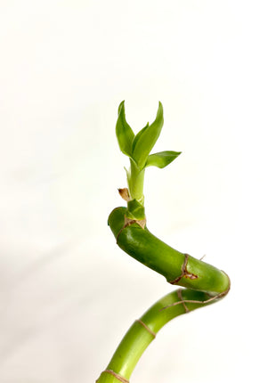Dracaena Lucky Bamboo