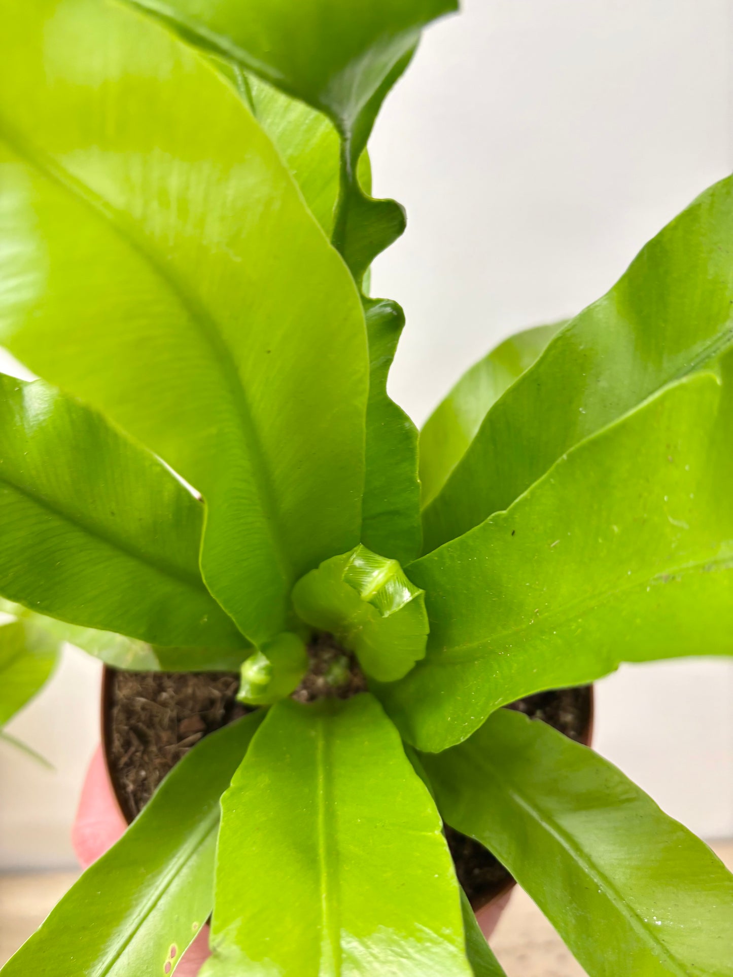 Asplenium Antiquum