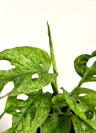 Monstera Adansonii Mint