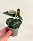 Alocasia Ninja