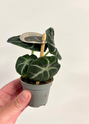 Alocasia Ninja