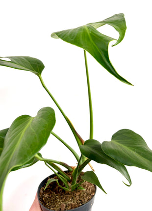 Monstera Burle Marx Flame