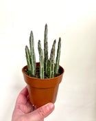 Senecio Stapeliformis