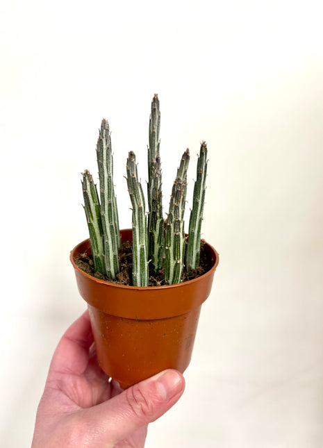 Senecio Stapeliformis