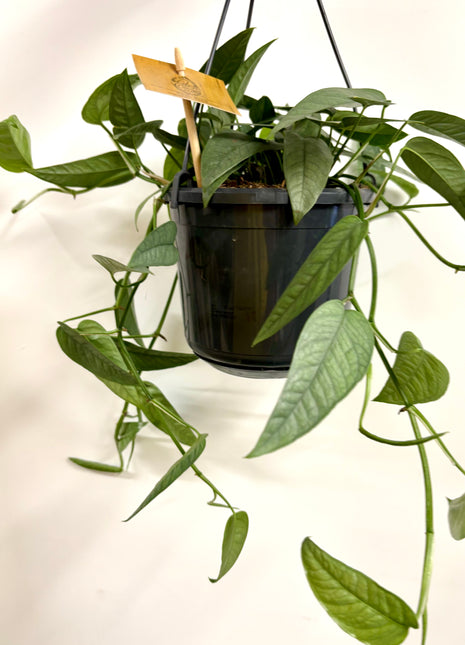 Epipremnum Cebu Blue