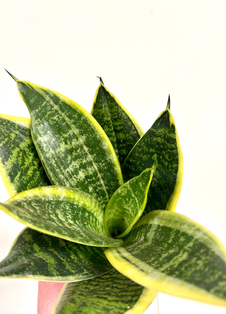 Sansevieria Hahnii