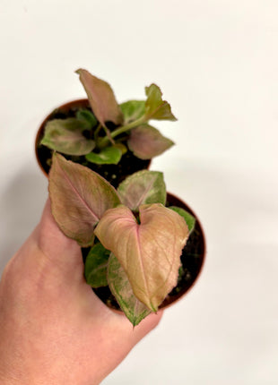 Syngonium Pink Perfection