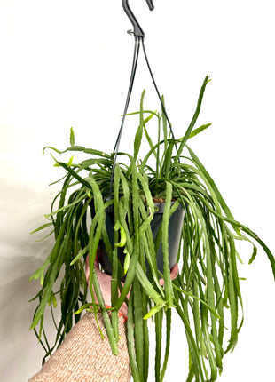 Rhipsalis Lepismium