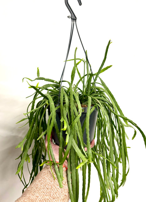 Rhipsalis Lepismium