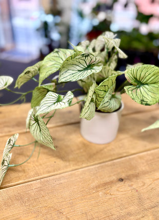 Faux variegated arrow plant
