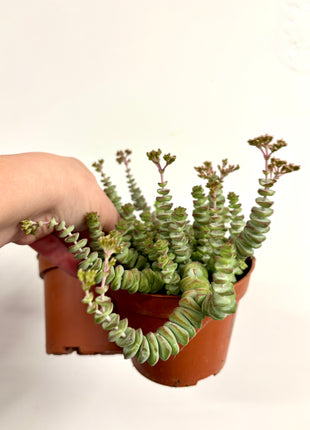 Crass Marnieriana Hottentot