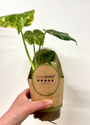 Monstera Thai Constellation