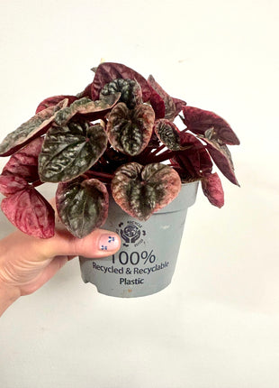 Peperomia Abricosa