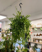 Aeschynanthus Japhrolepis