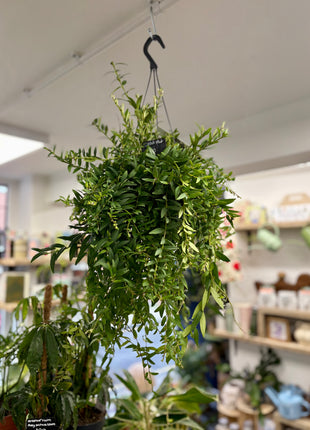 Aeschynanthus Japhrolepis