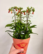 Kalanchoe Lucky Bells